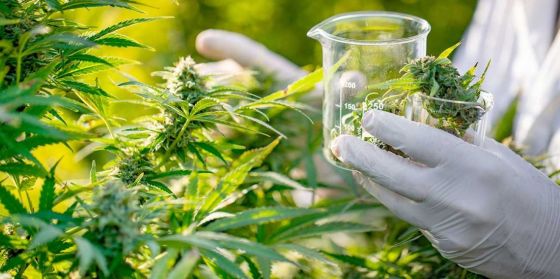 Cannabis Medicinal